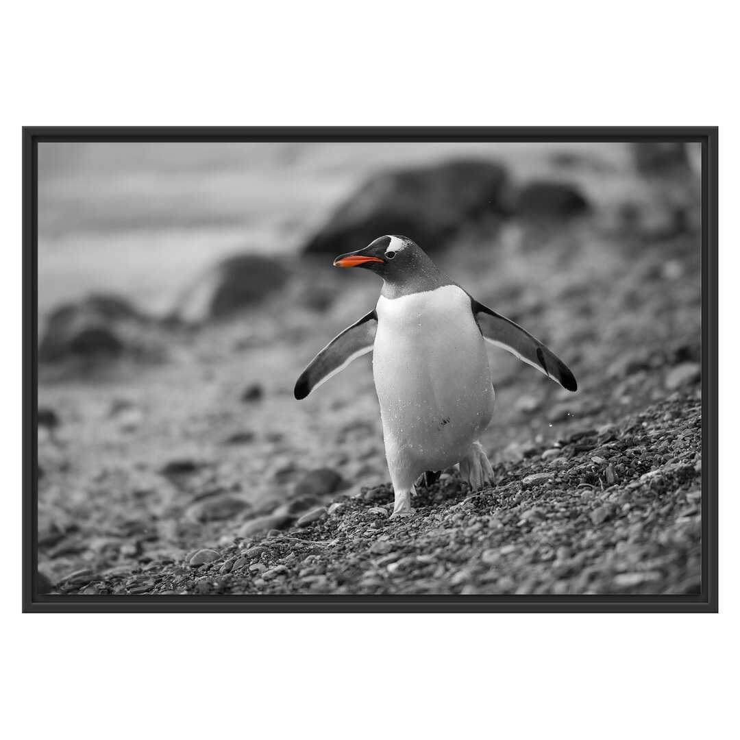 Gerahmtes Wandbild Pinguin am Steinstrand