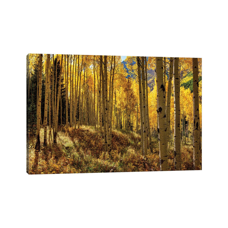 «Autumn Aspen Forest Colorado USA» par Olena Art - Photographie de toile tendue, H 8 po x l 12 po x P 0,75 po