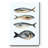 " Four Fish I "-995714948
