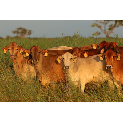 " Beef Cattle "