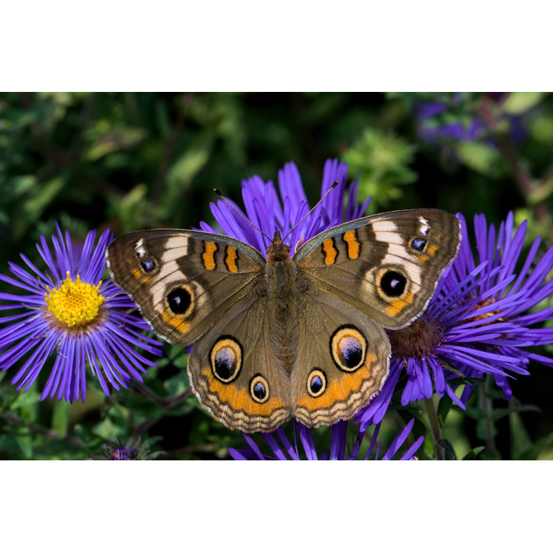 Roncy Junonia Coenia - Wrapped Canvas Print, 30cm H x 46cm W x 3.8cm D