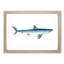 Porbeagle Shark by Edward Donovan - Picture Frame Painting Print-55601536-55601538