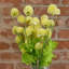 Artificial Arrangement-106401563