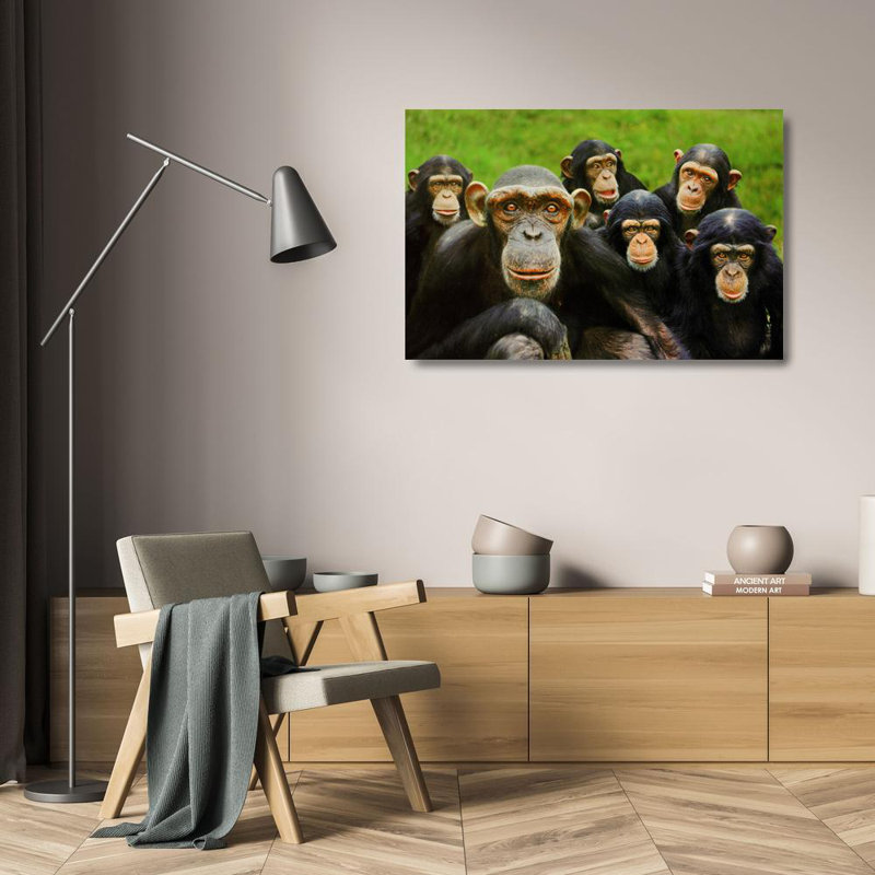 Chimpanzés, H 16 po x l 24 po