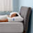Essential Pillow, Standard, Two Pack-86559066