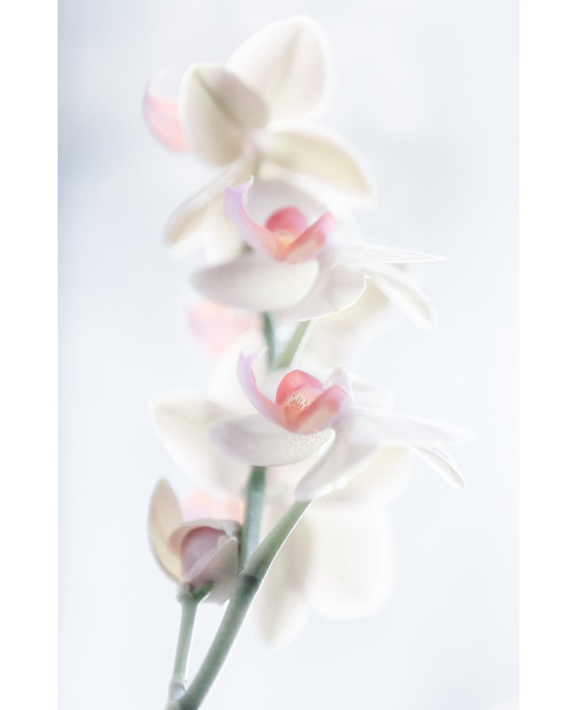 Wrapped Canvas Print, 91.44 cm H x 60.96 cm W