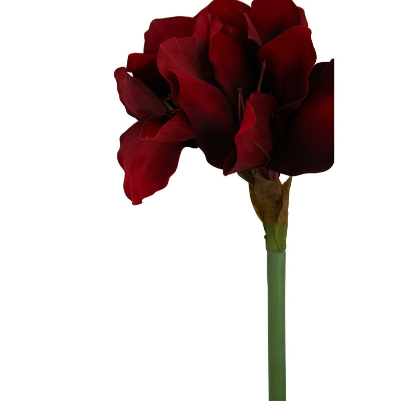 Fiori Amaryllis Arrangement