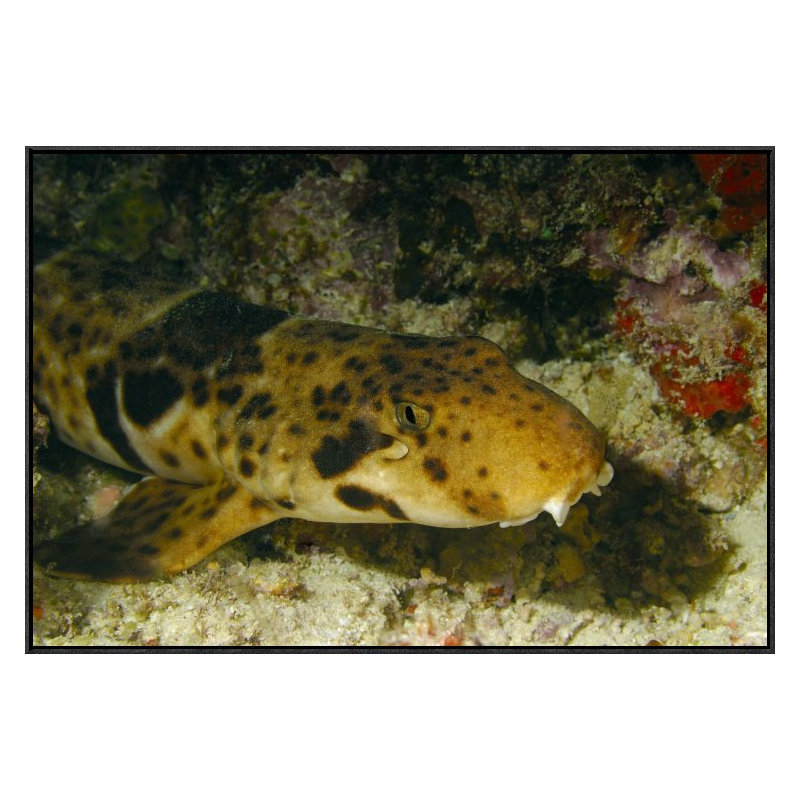 " Epaulette Shark Portrait Underwater ", 24" H x 36" W x 1.5" D