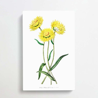 Yellow Starflowers - Wrapped Canvas Print