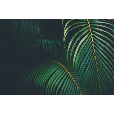 Palm Leaves Background by Jasmina007