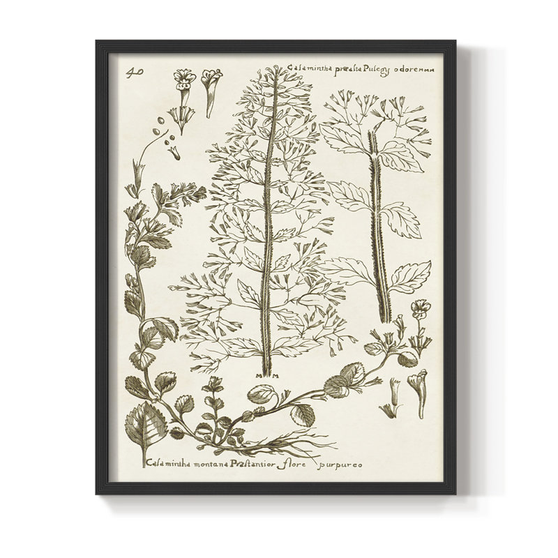 «Sépia Botanical Journal», reproduction encadrée en bois massif, Noir, H 28 po x l 22 po