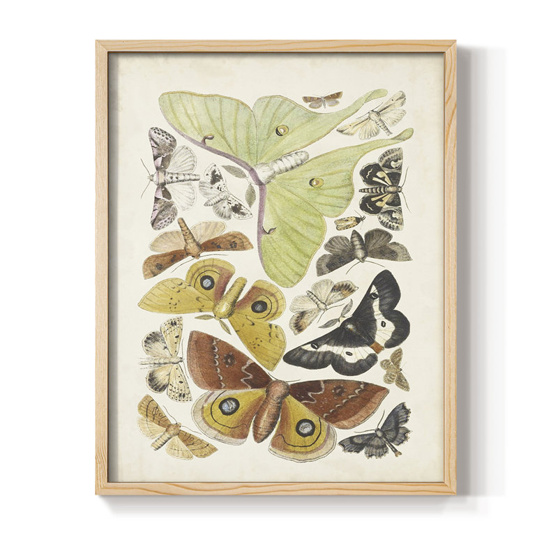 Antique Moths I, reproduction encadrée - bois massif, H 11 po x l 9 po