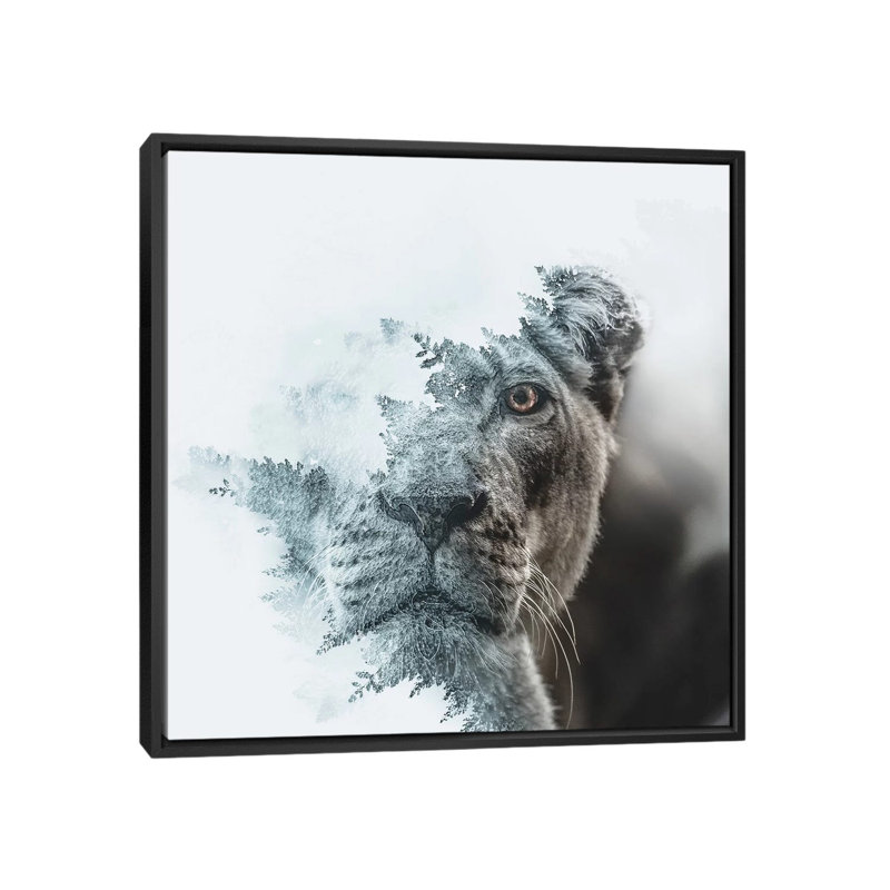 Lioness by Paul Haag - Print on Canvas, 66.04 cm H x 66.04 cm W, Black Framed