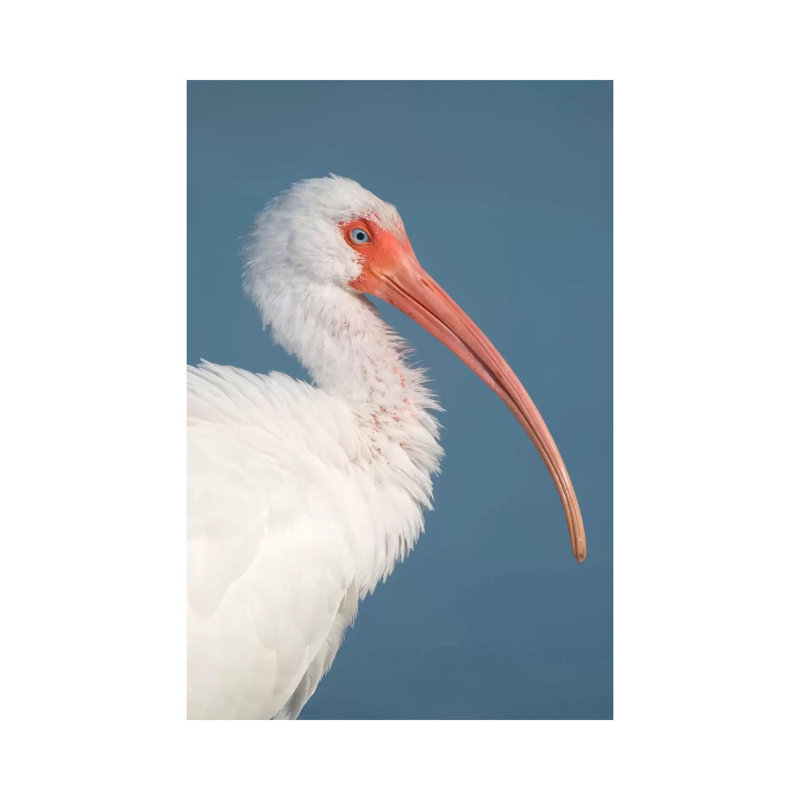 White Ibis, Fort Myers Beach, Florida II 1 Piece Wrapped Canvas Wall Art, 20.32 cm H x 30.48 cm W