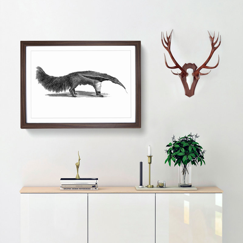 Great Ant-Eater in Black & White by George Shaw - Framed Print, 36cm H x 48cm W x 2cm D, Walnut Framed