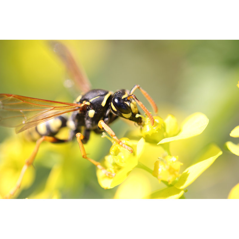 Yellow And Black Wasp by SVPhilon - Wrapped Canvas Print, 30cm H x 46cm W