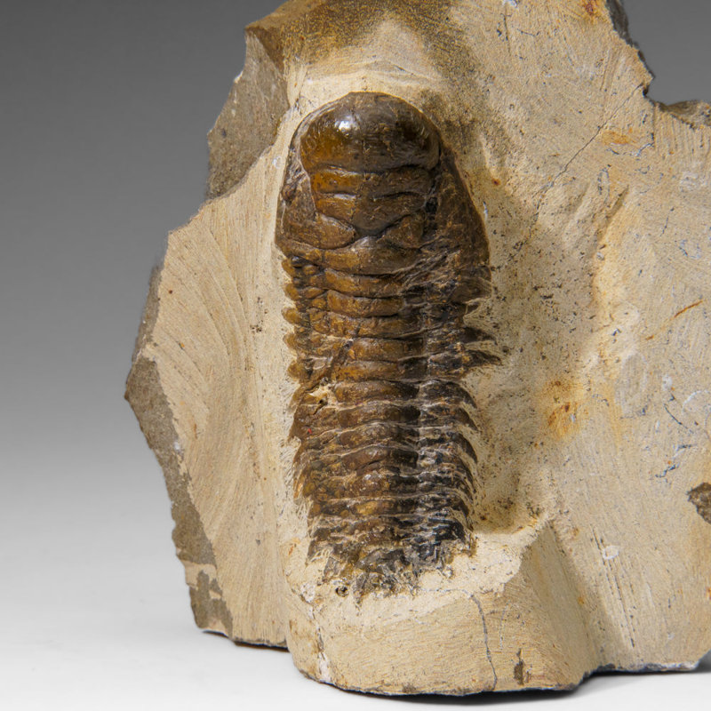 Véritable trilobite dans la matrice du Maroc