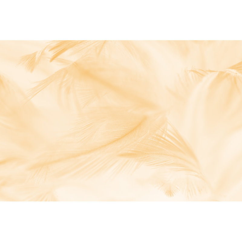 Feather Pattern by Nadtytok - Wrapped Canvas Print, 30cm H x 46cm W x 3.8cm D