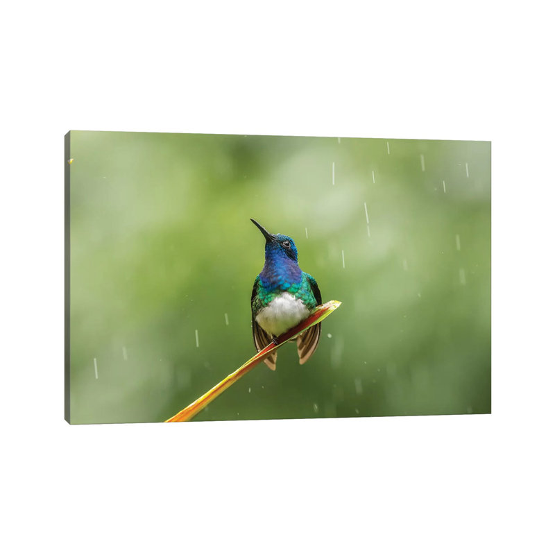 Costa Rica, Sarapiqui River Valley. Male White-Necked Jacobin on Leaf in Rain. 1 Piece Wrapped Canvas Wall Art