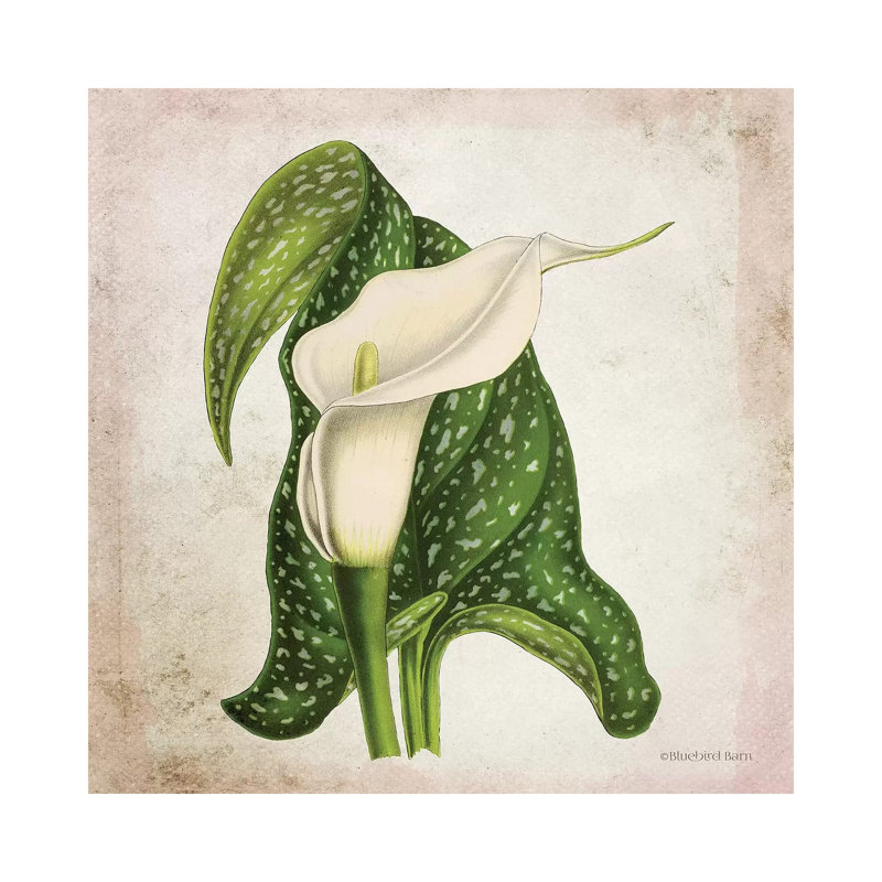 Vintage Calla Lily by Bluebird Barn - Wrapped Canvas Print, 66.04 cm H x 66.04 cm W x 1.91 cm D