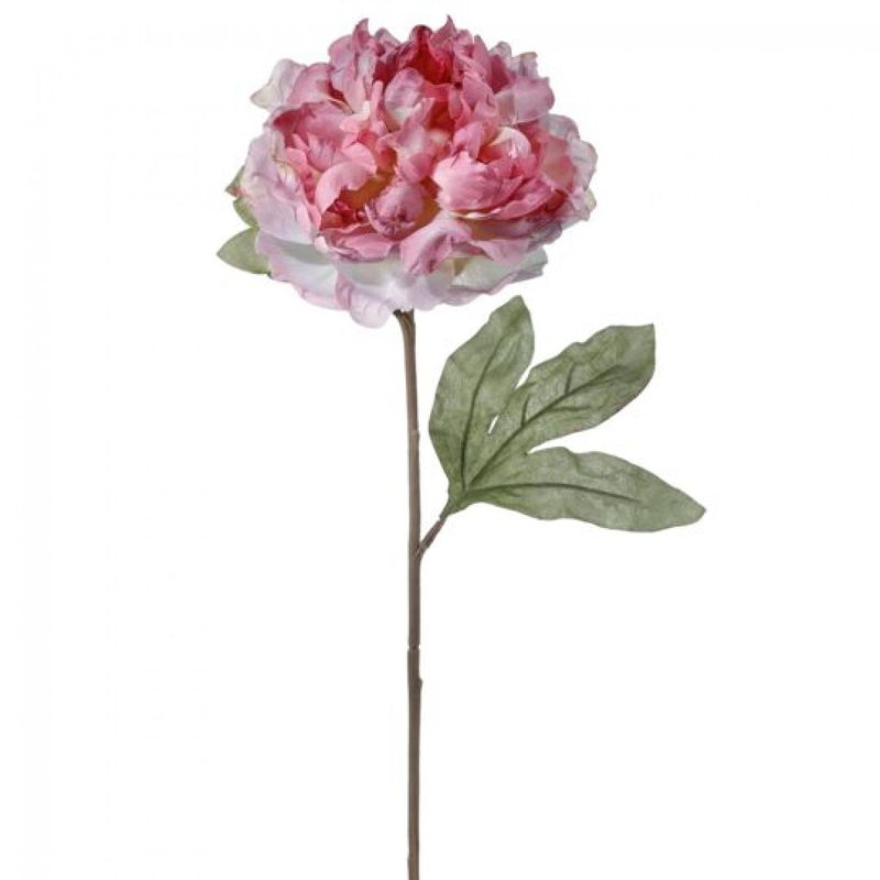 Tige de pivoine parisienne séchée, Mauve