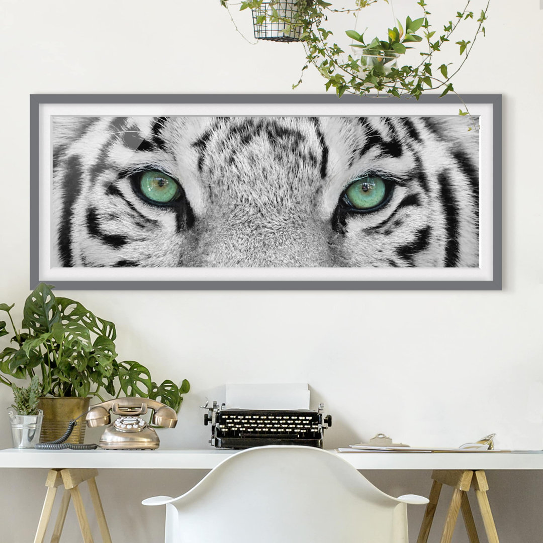 Gerahmtes Poster White Tiger