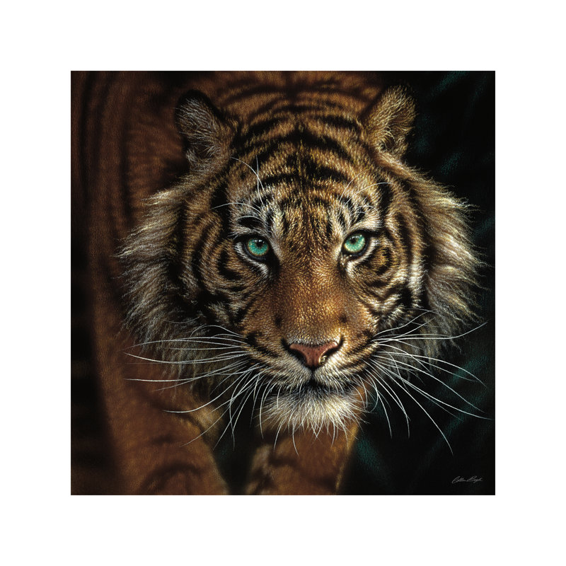 Eye Of The Tiger, Square by Collin Bogle - Painting on Canvas, 45.72 cm H x 45.72 cm W, No Frame