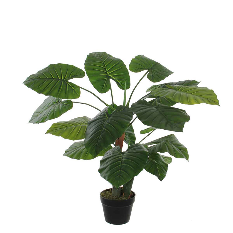 90cm Taro Plant in Pot