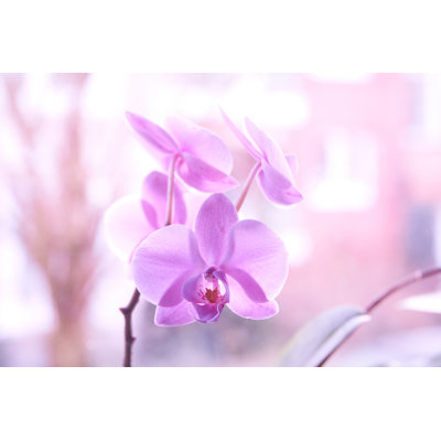 Purple Orchids - Wrapped Canvas Print