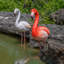 Flamant rose