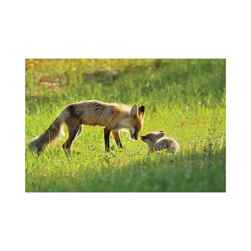 Canada, Manitoba, Whiteshell Provincial Park. Red Fox Mother With Kit. by Jaynes Gallery - Wrapped Canvas Print