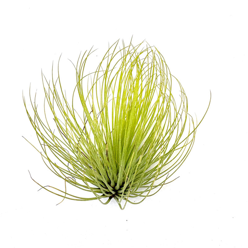 Air Plant Andreana 3"-4"