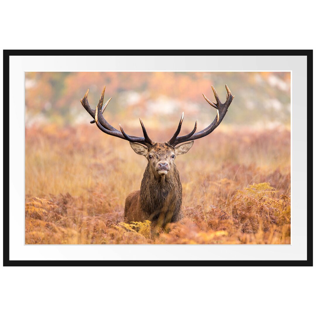 Gerahmter Fotodruck Large Stag in a Field