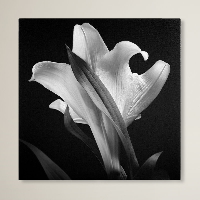 Lis, reproduction de photo sur toile tendue, H 14 po x l 14 po x P 2 po