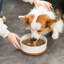 Anti-Skid Pet Bowl-114642037