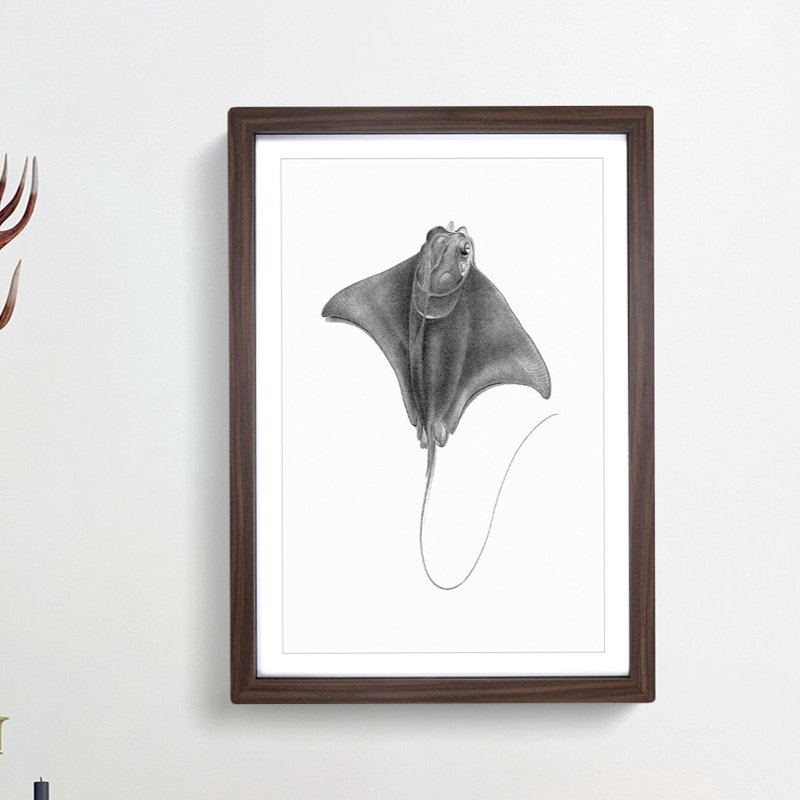 Illustration of a Ray Fish - Picture Frame Drawing Print, Walnut Framed, 48cm H x 36cm W x 2cm D