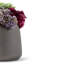 Leigh Sedum Arrangement