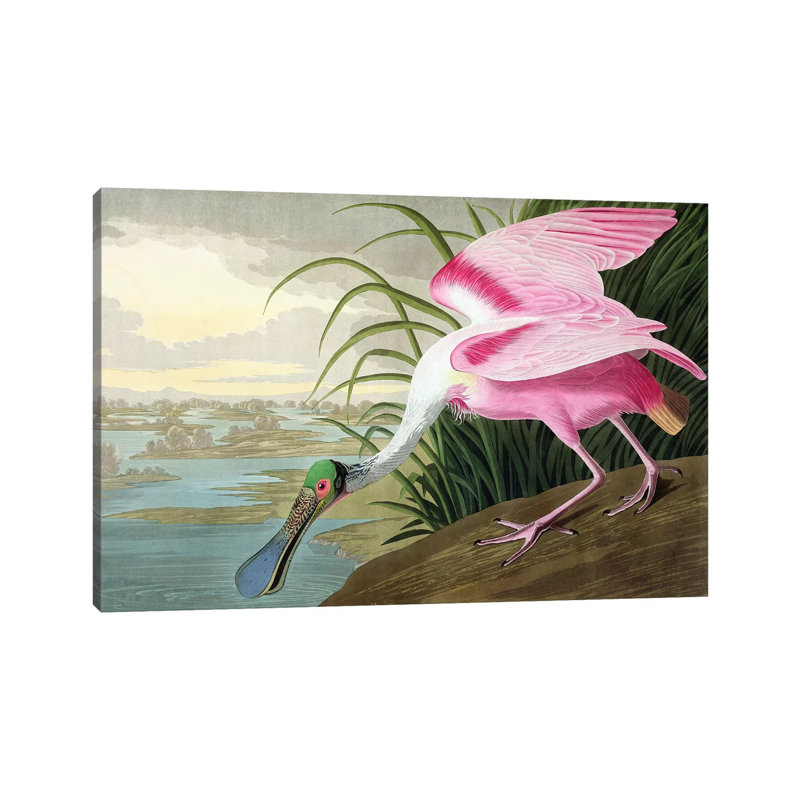 Spatule rosée, Platalea, 1836 - Giclée sur toile tendue avec châssis, H 26 po x l 40 po