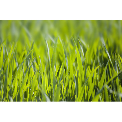 Blades of Grass par Seraficus