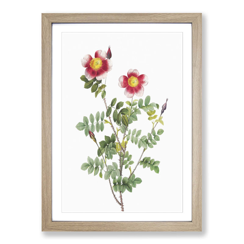 A Burnet Rose In Pink by Pierre-Joseph Redoute - Single Picture Frame Painting, 33cm H x 24cm W x 2cm D, Oak Framed