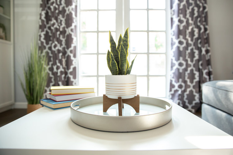 snake plant in a pot on a table