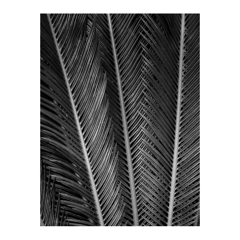 Print, Paper