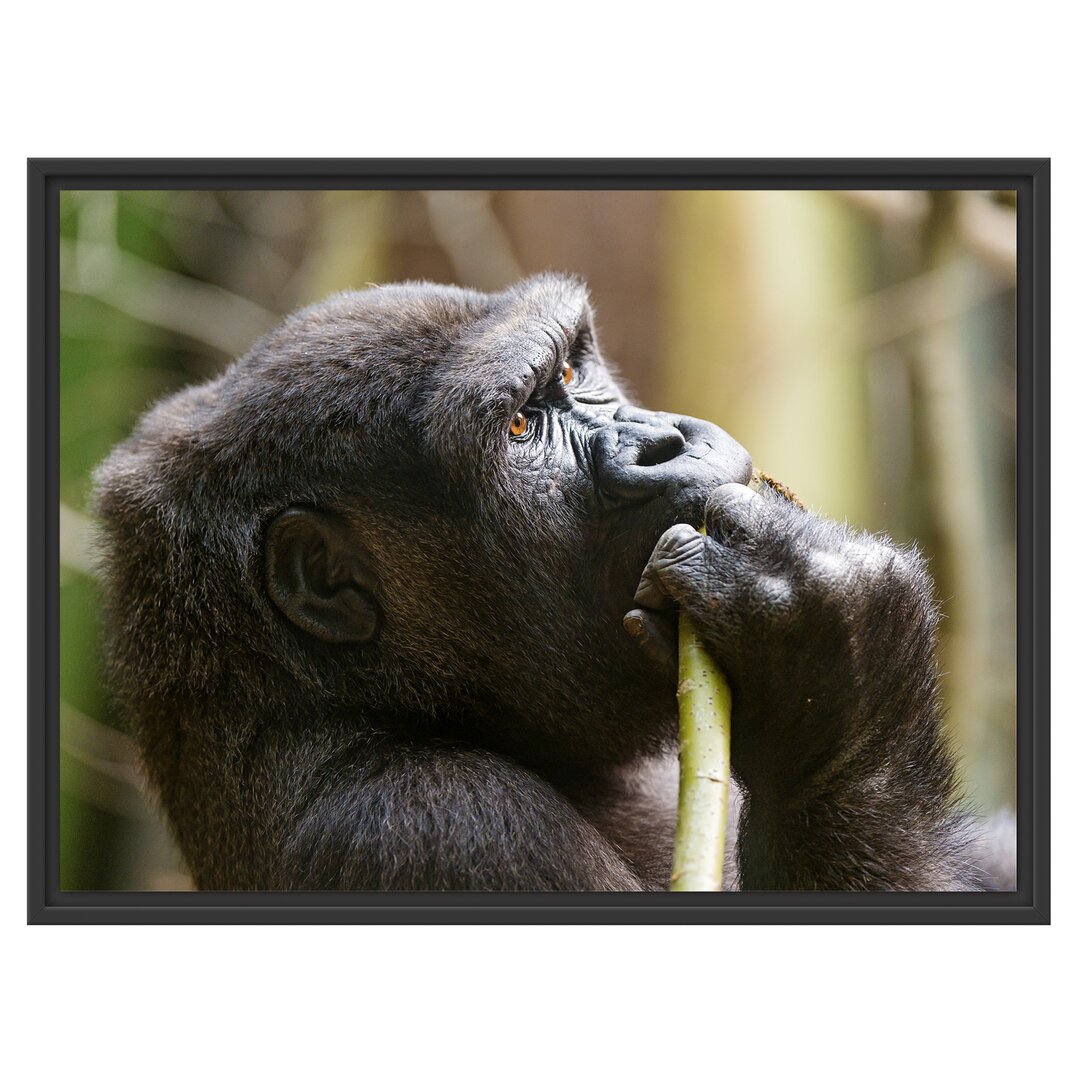 Gerahmtes Wandbild Gorilla isst