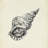 Seashell Pencil Sketch I-478843642
