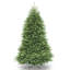 6 pi Sapin Dunhill