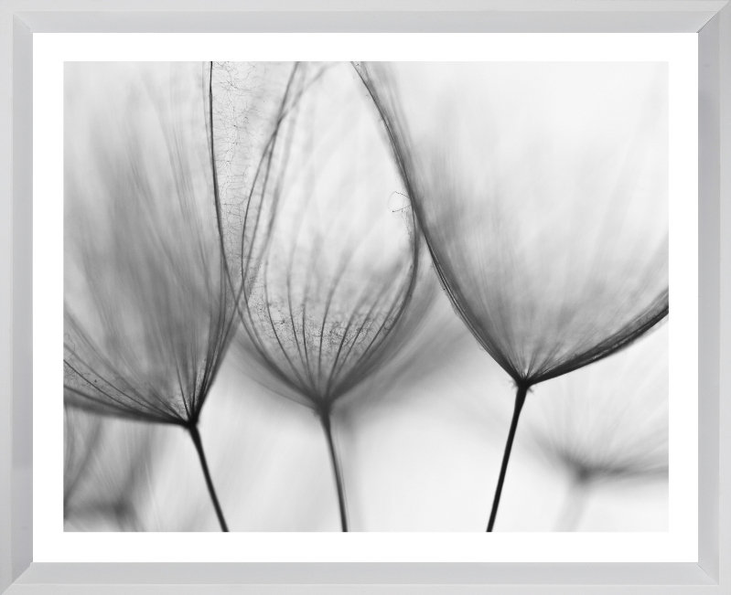 Dandelions Scandi - Single Picture Frame Print, Matt White, 136.652 cm H x 111.252 cm W