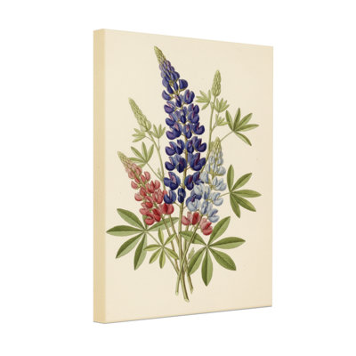 Plantes et fleurs fleurs de lupin de différentes couleurs sur toile