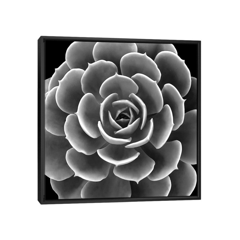 «Succulent IV», impression sur toile, H 18 po x l 18 po x P 1,5 po, Toile avec cadre noir