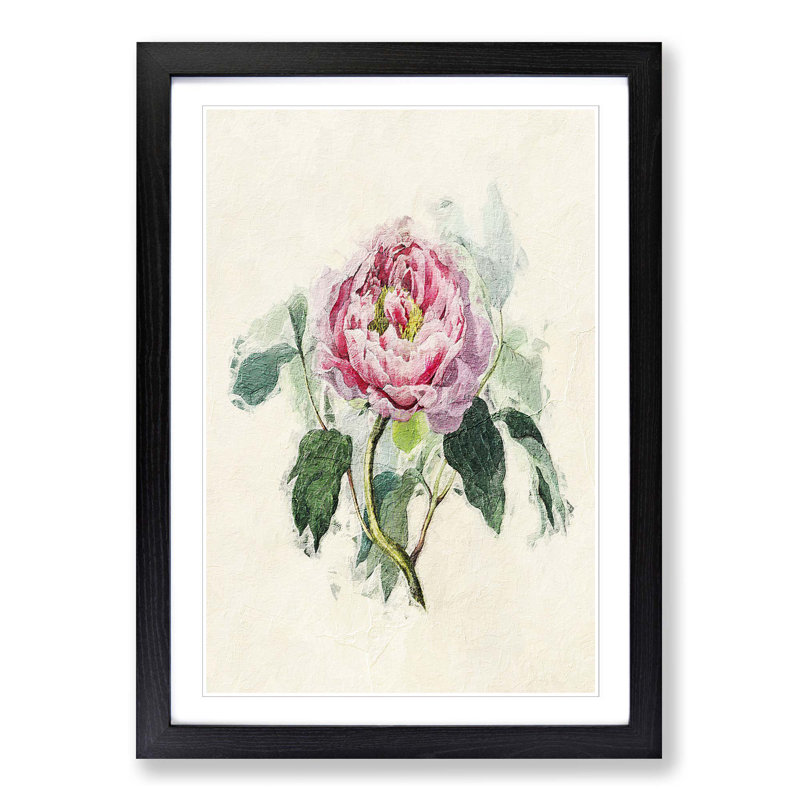 Illustration of a Pink Peony - Picture Frame Painting Print on MDF, Black Framed, 65cm H x 48cm W x 2cm D