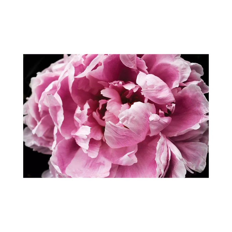 Pink Peony Passion IV by Irena Orlov - Wrapped Canvas Print, 66.04cm H x 101.6cm W x 1.91cm D